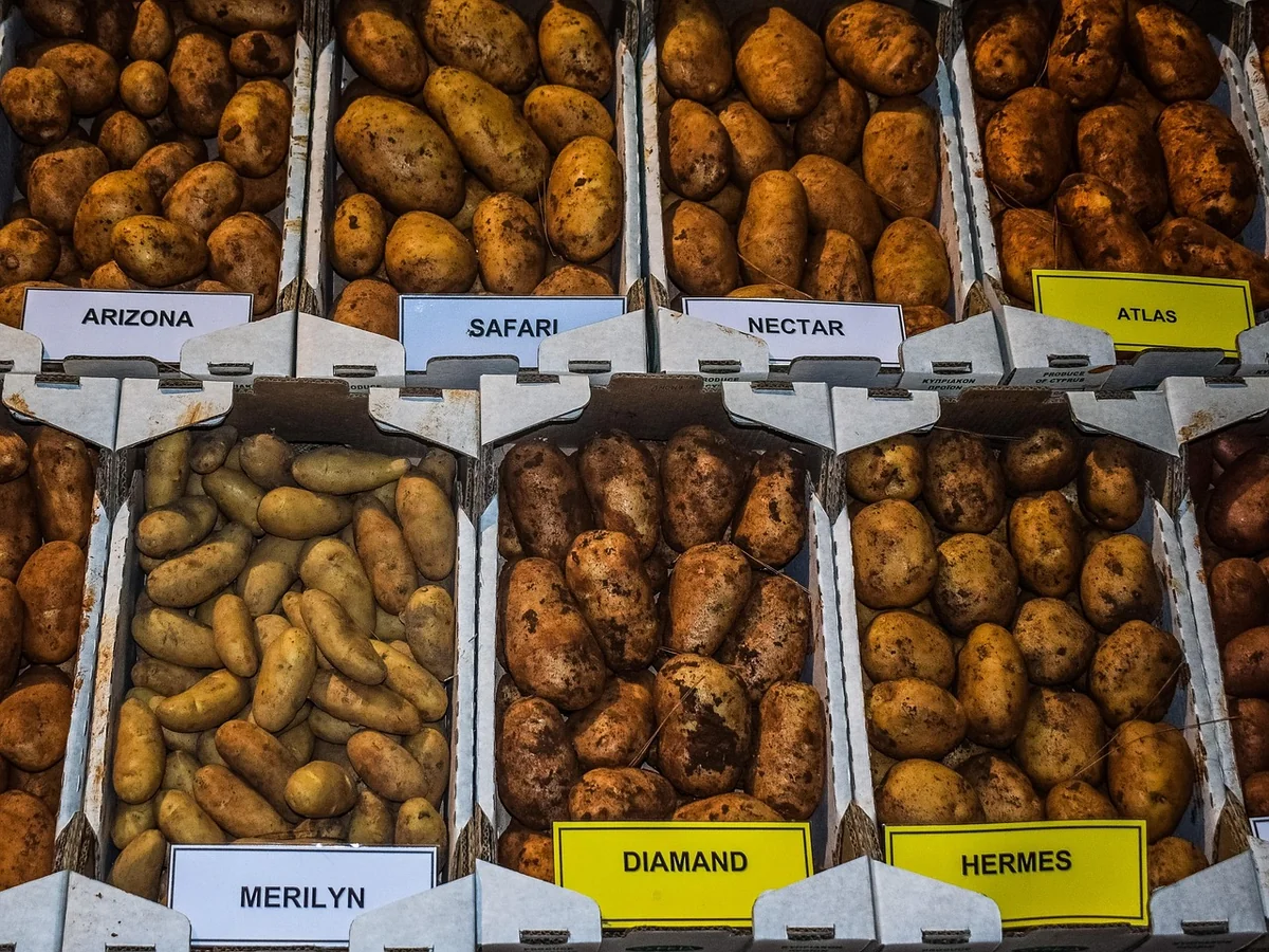 Quelles pommes choisir, vraiment